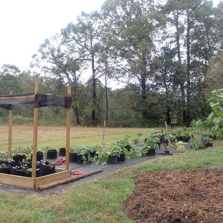 Garden Picture sweet potato harvest