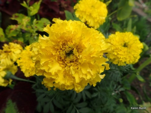 yellow marigold