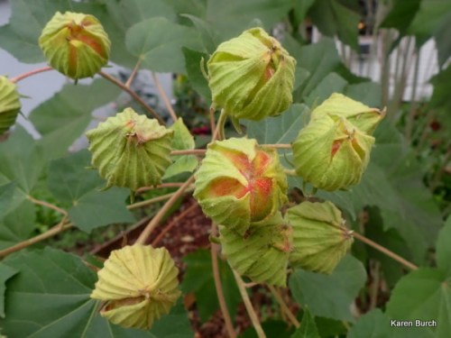 Confederate Rose seed pods