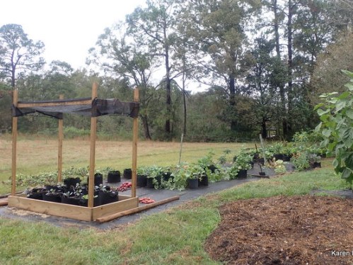 Fall garden sweet potatoes and sunflower