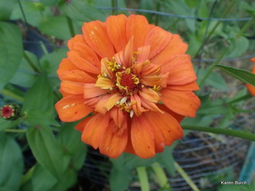 orange zinnia