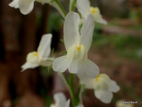 Baby Snapdragon white
