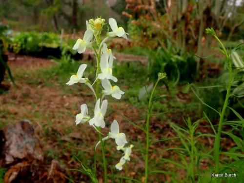 Baby Snapdragon white