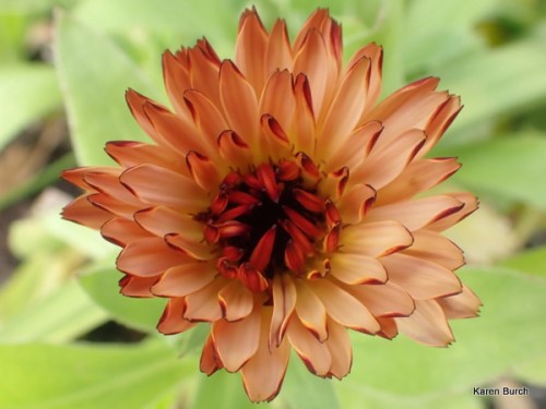 Orange Flash Calendula opening