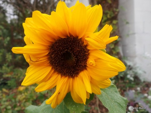 Dwarf Sunflower