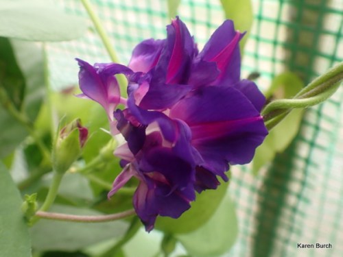 Hige Purple Japanese Morning Glory
