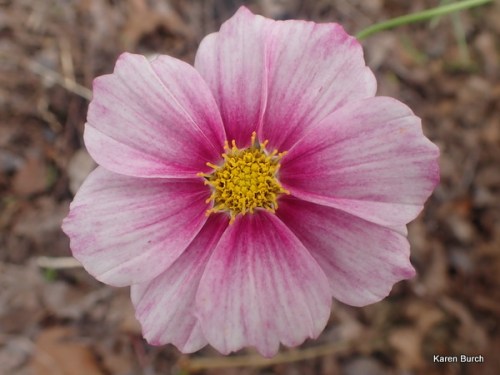 Pink cosmos
