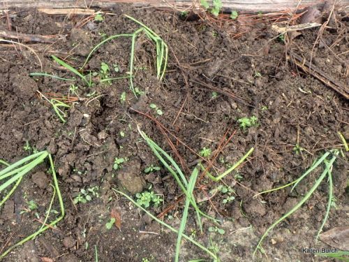 Armadillos wrecked my onions