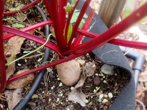 We have beets on the way