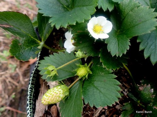 Alpine Strawberry Plants