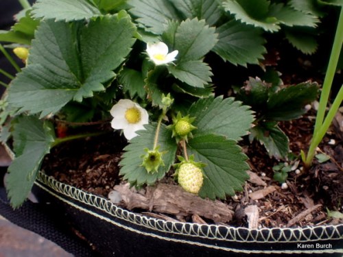 Alpine Strawberry Plants