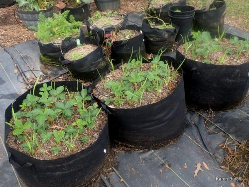 Camerosa Strawberry Plants