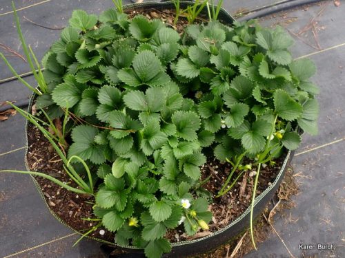 Alpine Strawberry Plants