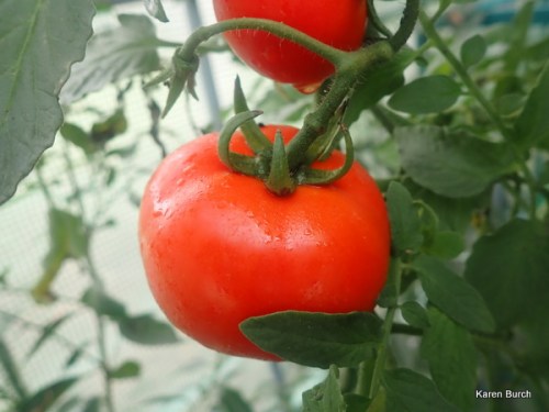 Fresh Greenhouse Tomato from dwarf plant