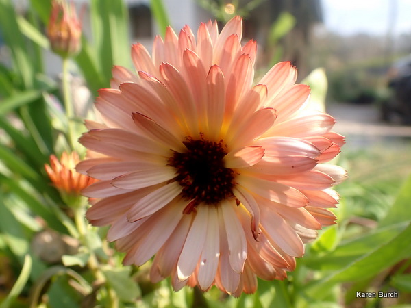Orange Flash Calendula