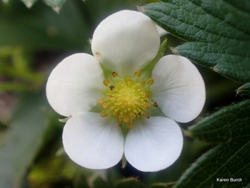 Alpine Strawberry Bloom