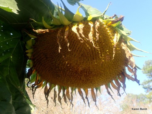 Giant Sunflower Head full of seeds