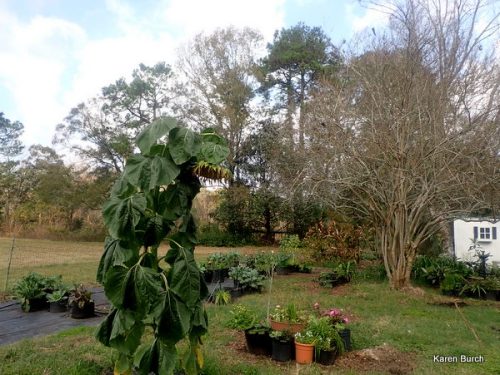 Giant Sunflower Head full of seeds