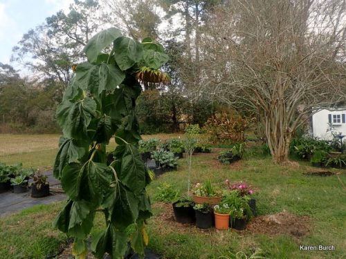 Giant Sunflower Head full of seeds