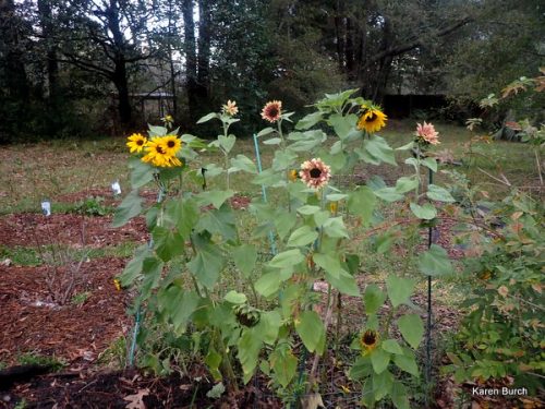 fun sunny hybrid mix f2 selections