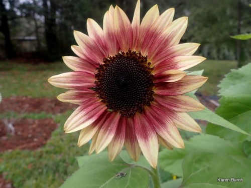 fun sunny hybrid mix f2 selections red