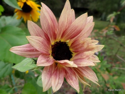 fun sunny hybrid mix f2 selections rose blush