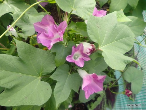 Dwarf Japanese Morning Glory