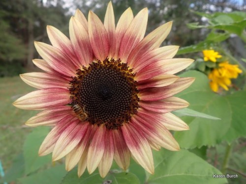 fun sunny hybrid mix f2 selections rose