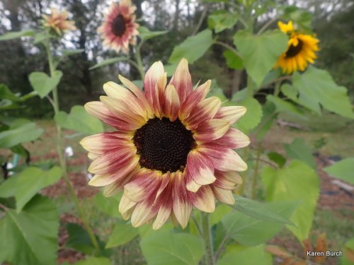 fun sunny hybrid mix f2 selections rose yellow