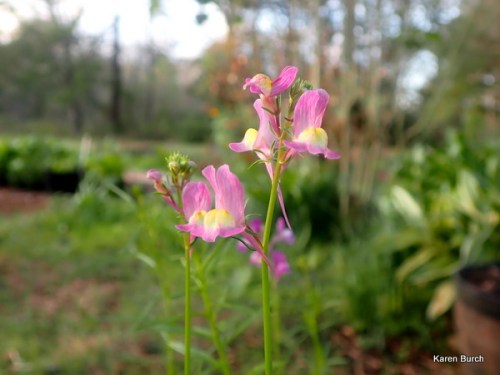 Pink Baby snapdragon