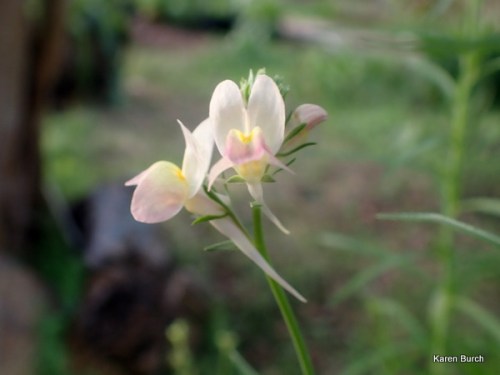 Peach Baby snapdragon