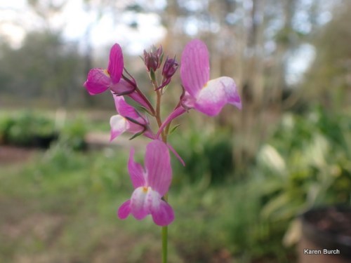 Pink Baby snapdragon