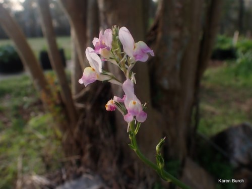 Lavender Baby snapdragon