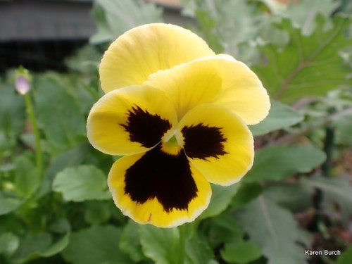 Swiss Giant Pansy Yellow and brown