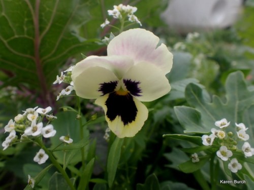 pansy yellow and lavender in a Swiss Giant mix