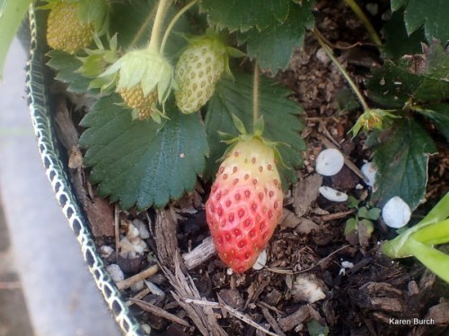 Alpine Strawberry