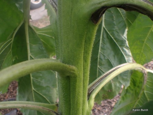 Sunflower Giganteous Huge Stalk