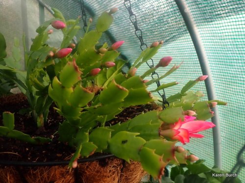 Christmas Cactus