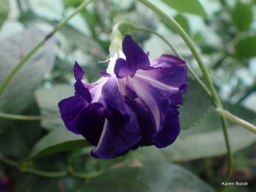 Purple Hige Japanese Morning Glory