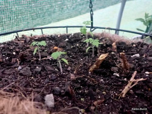Tidy Treats Dwarf Tomato Seedlings