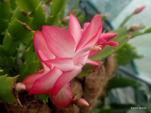 Christmas Cactus Bloom