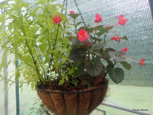 Coleus and Begonia in hanging basket