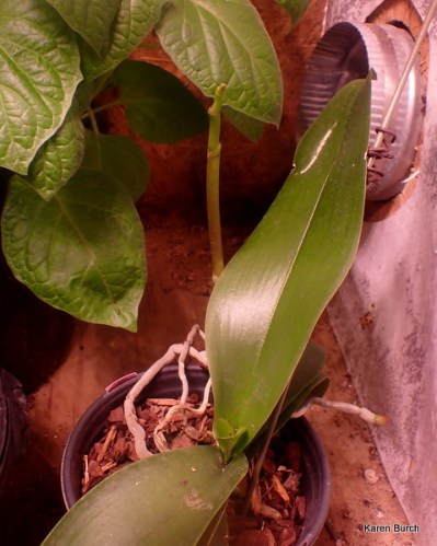 Orchid budding