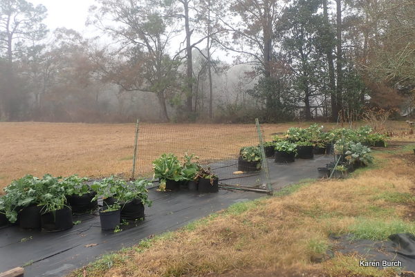 The container garden after the frost