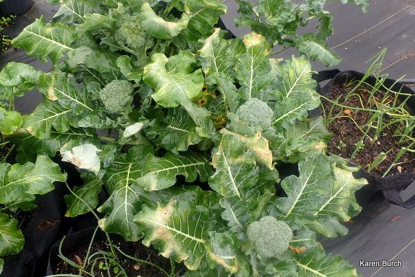 Broccoli is on the way in spite of the freeze