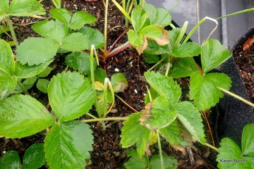 Strawberries got damage to leaves