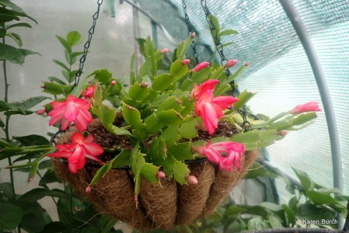 Pink Christmas cactus
