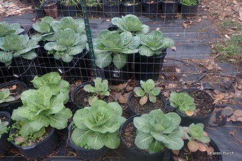 The cabbage is growing again