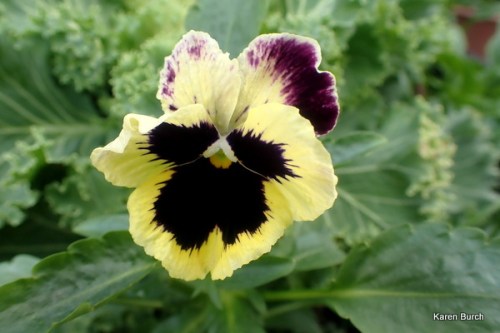 Burgundy and Yellow Pansy Swiss Giant