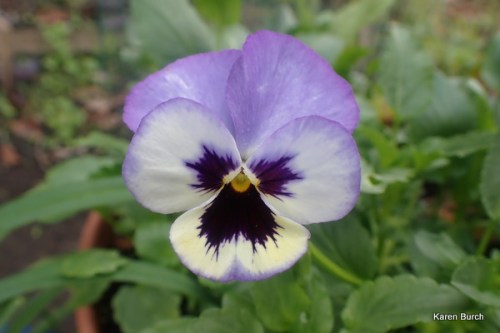 lavender pansy